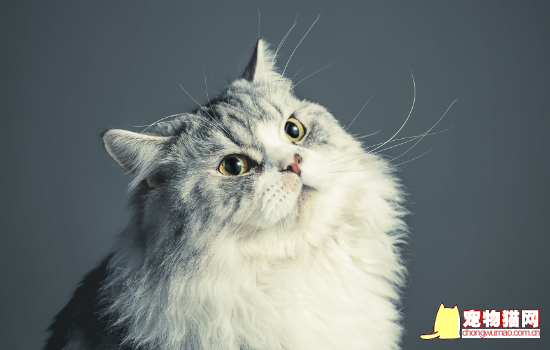 猫托运需要什么条件 飞机猫托运需要什么条件插图