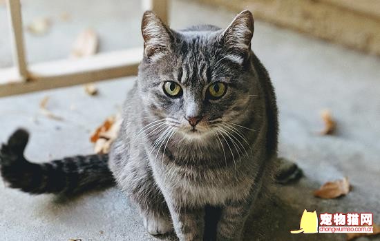 新买的猫绝食怎么办 新买的猫绝食应该怎么做插图