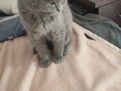 英蓝猫，灰色，4个多月，着急出售，杭州市西湖区