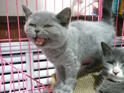 最后一只英短蓝猫