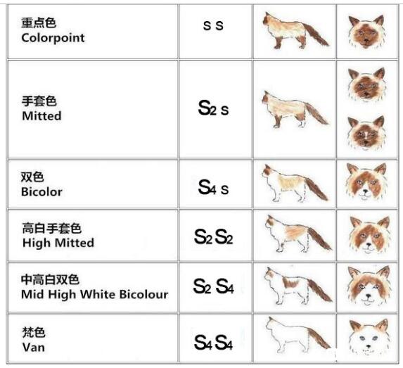 布偶猫色块位置