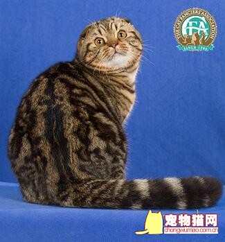 折耳猫