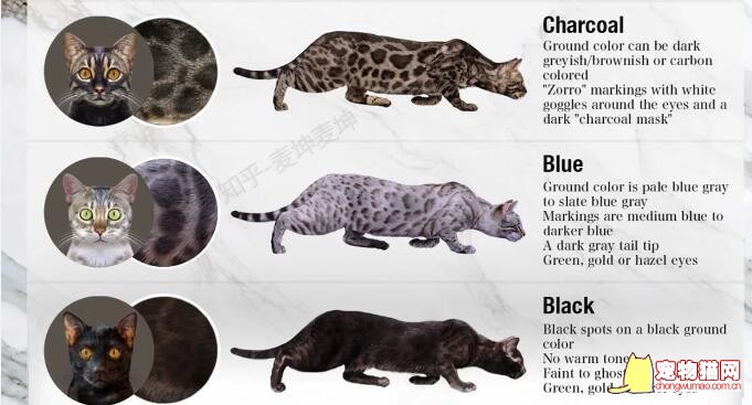 孟加拉豹猫的颜色与花纹
