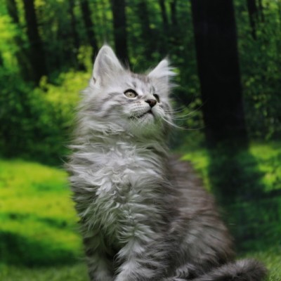 纯种缅因猫带血统芯片 大猫都是俄罗斯高端猫舍引进