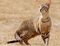 埃及猫毛色分类
