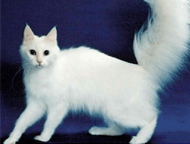 土耳其安哥拉猫毛色分类