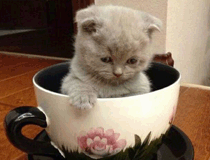 茶杯猫特征