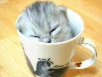 茶杯猫多少钱一只