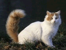 土耳其梵猫毛色分类
