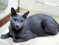 俄罗斯蓝猫毛色种类