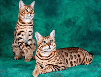孟加拉豹猫的毛色分类