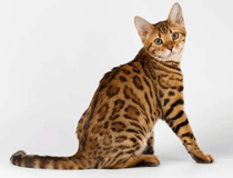 孟加拉豹猫多少钱一只