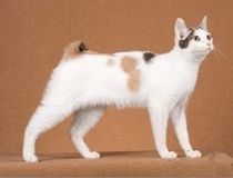 日本短尾猫毛色分类