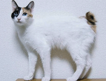 日本短尾猫多少钱一只
