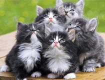 西伯利亚森林猫多少钱一只