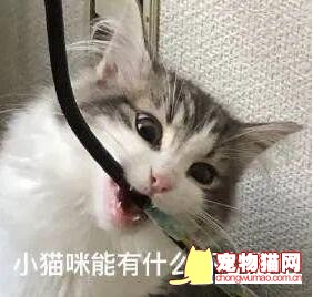 猫主子