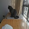 广东省肇庆市高新区 纯种蓝猫养得超好