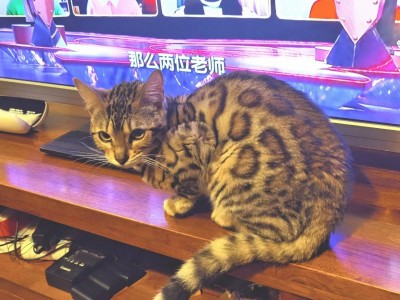 超酷的豹猫 待字闺中求入赘 内江周边均可上门