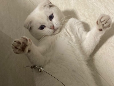 英国短毛猫，纯白英短，宠物猫，最好是福建省内的