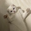 英国短毛猫，纯白英短，宠物猫，最好是福建省内的