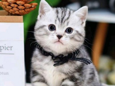 美短猫出售 精品美短健康温顺 实物拍 可看视频