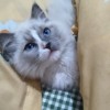 粘人布偶猫等你抱回家，可宠物运输可自提