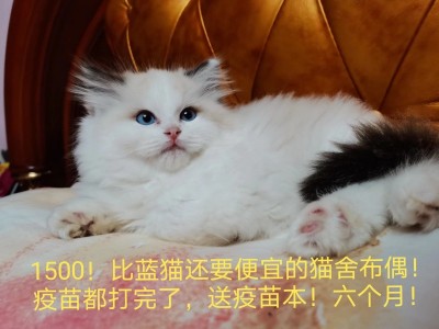 1500布偶猫，猫舍买的，疫苗都打完了，无病无藓刚做完体检
