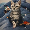 出售一只美短虎斑猫