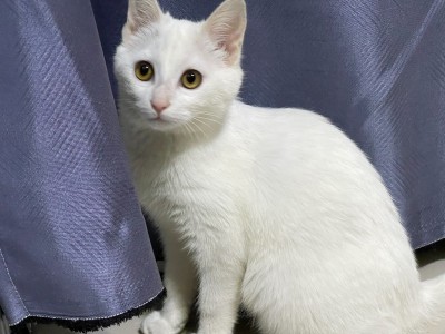 吉林省辽源市 纯白种猫