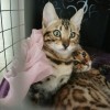 孟加拉豹猫公主，五个月，无病无癣，特漂亮。