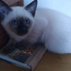 哈尔滨自家培养纯种暹罗猫三个月