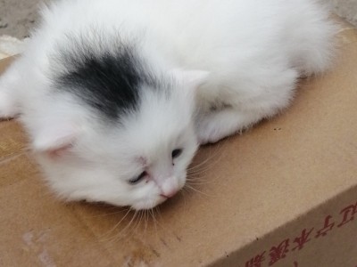 幼猫全身雪白，头顶部一大块黑毛，非常特殊也是决版，