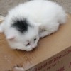 幼猫全身雪白，头顶部一大块黑毛，非常特殊也是决版，