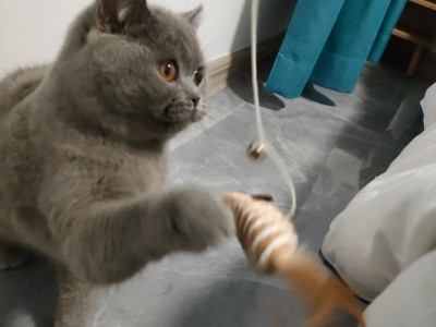 英短蓝猫找新家啦送猫粮猫砂猫罐头一切猫咪用品都送！