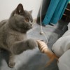 英短蓝猫找新家啦送猫粮猫砂猫罐头一切猫咪用品都送！