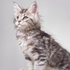 银虎幼猫缅因   已经打过一针疫苗 体内外驱虫  健康活泼