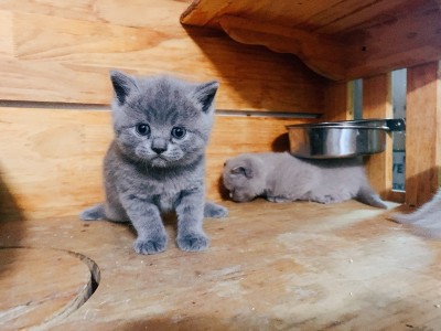 太原2只丁香色蓝猫