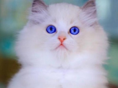 上海布偶猫咪出售，精品蓝双海双布偶猫咪 特惠