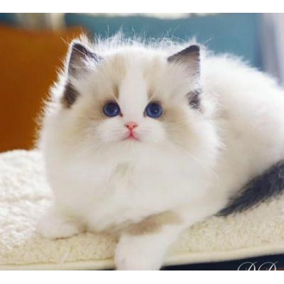 猫舍：出售蓝白猫 蓝猫 美短 银渐层 暹罗猫  布偶 金吉拉
