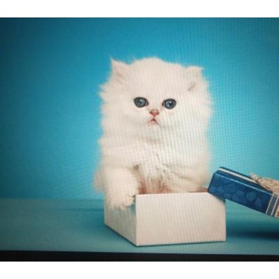 猫舍：出售蓝白猫 蓝猫 美短 银渐层 暹罗猫  布偶