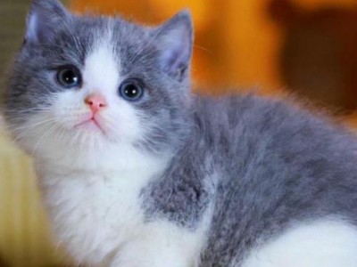 特价猫咪，蓝白猫，五粉蓝白，精品英短，懂猫的来