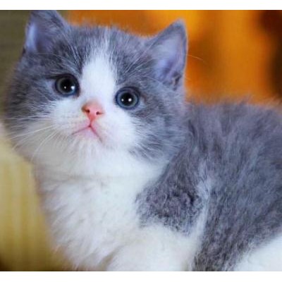 特价猫咪，蓝白猫，五粉蓝白，精品英短，懂猫的来