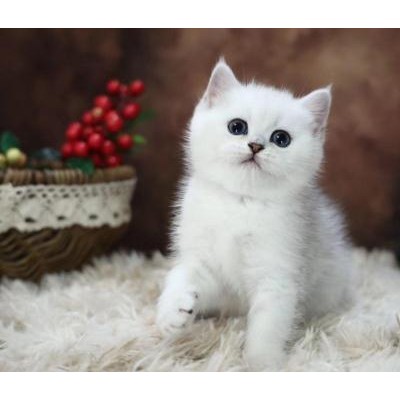 猫舍：出售蓝白猫 蓝猫 美短 银渐层 暹罗猫  布偶 吉拉