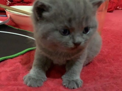 山西省运城市自家养的英短蓝猫出售