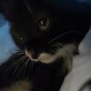 调皮可爱牛奶猫家里真的没办法养