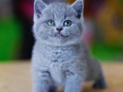 上海猫舍出售英短蓝猫，精品蓝猫，可上门看猫咪