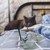 1岁蓝猫，比较胆小，但好奇心强