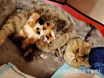 满月小加菲，自家繁殖加菲，猫妈妈是虎斑，猫爸爸是橘白