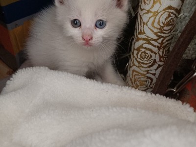 波斯猫小母猫不到一个半月什么都吃，眼睛一个蓝一个黄
