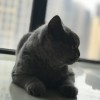 江西省九江市蓝猫